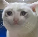 sadcat