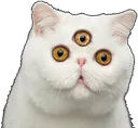 Cat_meowlot