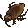 roach