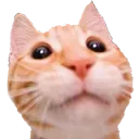 oo_cat