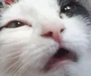 nutcat