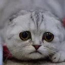 sadcat Discord Emoji