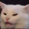 confusedcat confusedcat