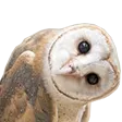 owlWhat
