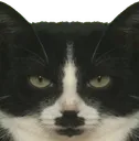 VelCat