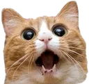 catwow