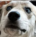 Shocked