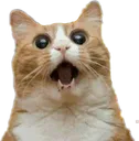 O_ O_