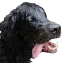 HappyRask