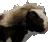 Moo