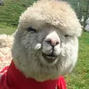 alpaca