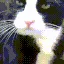 mlem
