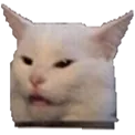 ConfusedCat ConfusedCat
