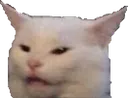 confusedcat
