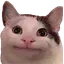 catOk