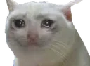 SadCat1