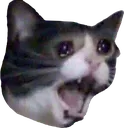 AAAAA