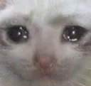 sadcat