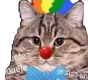 puet_cat