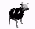 cow300