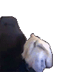 :xqcSlam: Discord Emote
