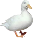 ducc