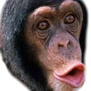 apepogger