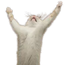 Praise