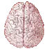 BigBrains