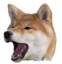 BARK