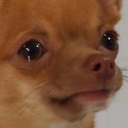 :ratdog2: Discord Emote
