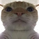 stare