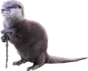ottersage