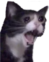 kat_cry