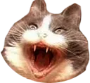 catscrem catscrem
