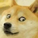 Shockdoge