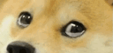 aCryingDoge Discord Emoji