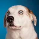 good_boy good_boy