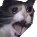 SadCat