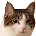 smugCatto smugCatto