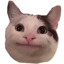 polite_cat polite_cat