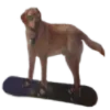 RAD_DOG RAD_DOG