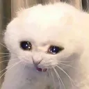 cryingcat