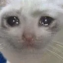 sadcat