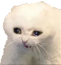SadCat2