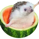 hedgemelon