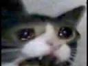 sadcat