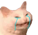 cattoCry