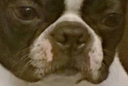 :boston: Discord Emote