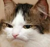 unamused